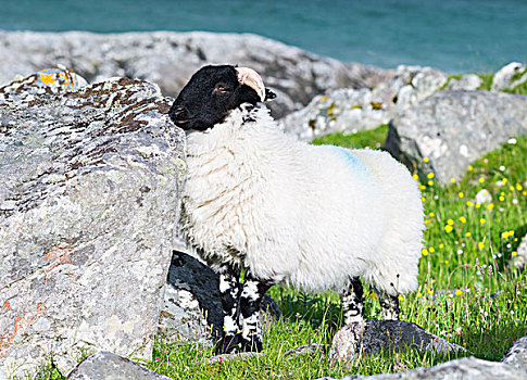 绵羊,岛,家,年轻,公羊,只有,苏格兰,五月,大幅,尺寸