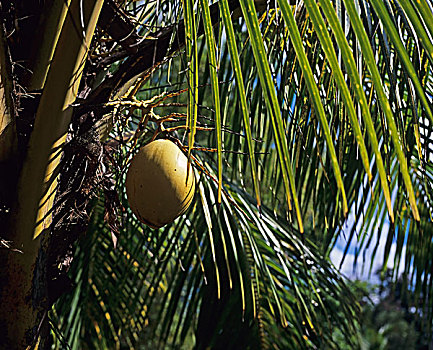 椰树,树上,瓜德罗普,法国,西印度群岛