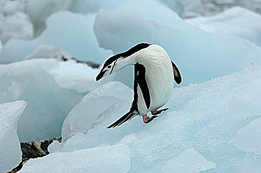 南极,南,奥克尼群岛,帽带企鹅,冰,鹅卵石,岸边