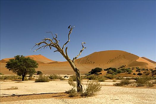 枯木,沙丘,纳米比诺克陆夫国家公园,纳米比亚