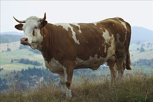 家牛,肖像,黑森林,腿,放牧,山坡,德国南部