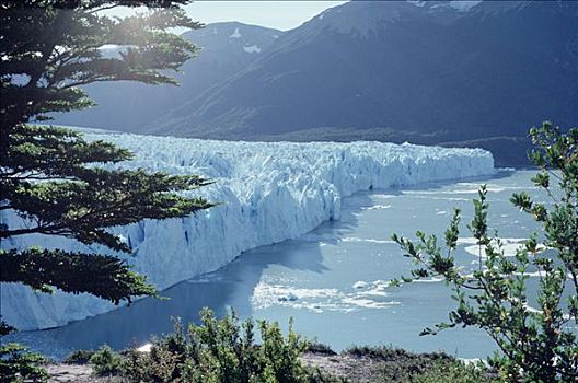 莫雷诺冰川,落下,阿根廷湖,围绕,南方,山毛榉,树林,洛斯格拉希亚雷斯国家公园,阿根廷