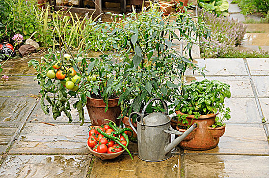 内庭,蔬菜,西红柿,辣椒,罗勒,容器,花园,英格兰,欧洲