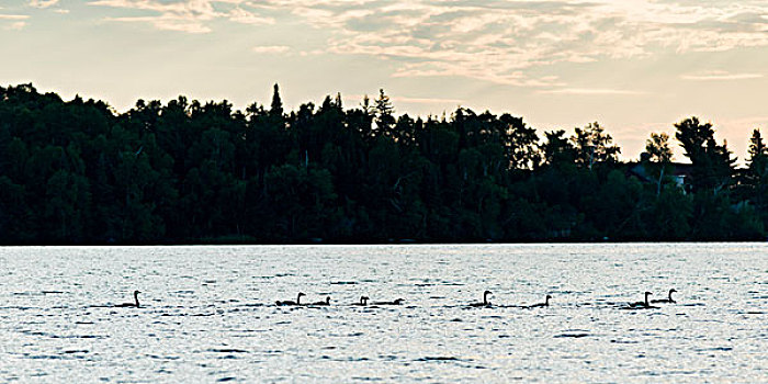 鹅,游泳,湖,木头,安大略省,加拿大