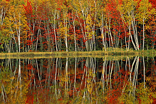 秋叶,桦树,反射,国家森林,湖,密歇根