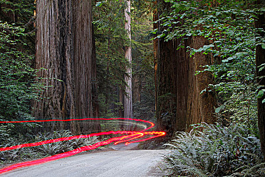 车灯,凹凸不平,道路,红杉,加利福尼亚,海岸,美国