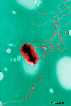 大肠杆菌,细菌