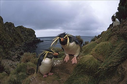 凤冠企鹅,南跳岩企鹅,一对,戈夫岛,南大西洋