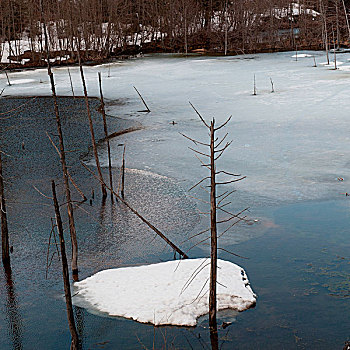 冰冻,河,树林,惠斯勒,不列颠哥伦比亚省,加拿大