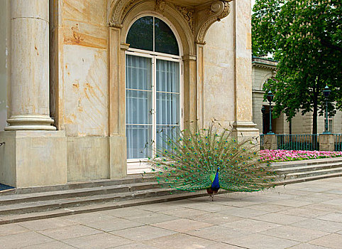 波兰华沙水上宫殿,瓦津基宫·雕塑
