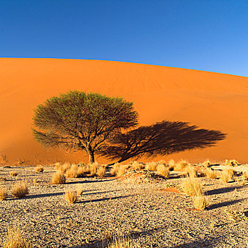 树,纳米比亚,非洲