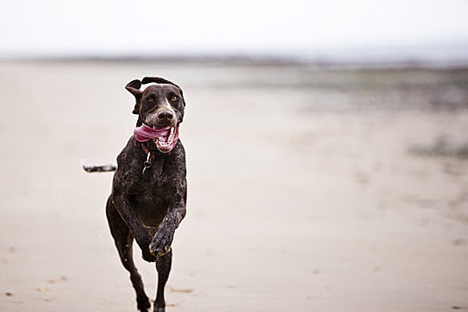 狗,跑,海滩