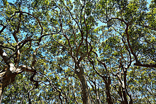 桉树,树梢,国家公园,新南威尔士,澳大利亚