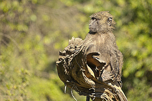 幼兽,东非狒狒,狒狒,纳库鲁湖国家公园,肯尼亚