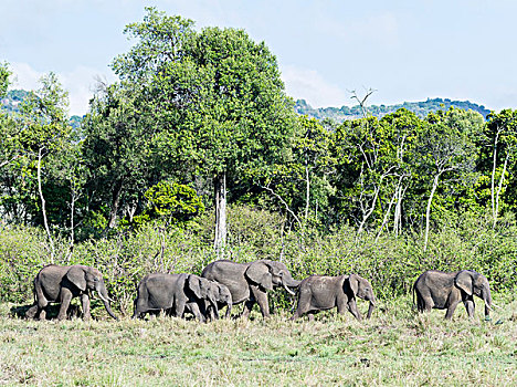 非洲,灌木,大象,非洲象,家庭,牧群,马赛马拉,肯尼亚,大幅,尺寸