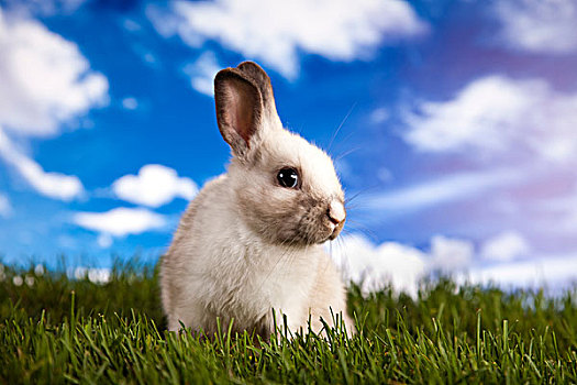兔子,草丛