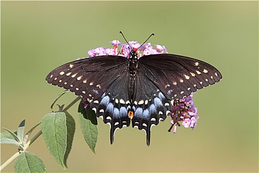 黑色,燕尾蝶