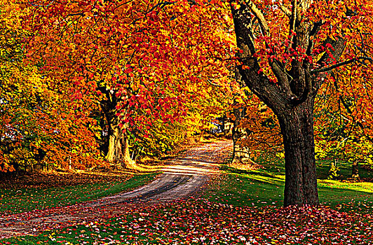 枫树,秋叶,港口,新斯科舍省,加拿大