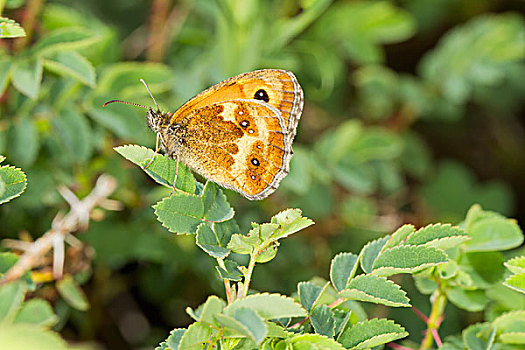 蝴蝶,叶子,南威尔士,英国,欧洲