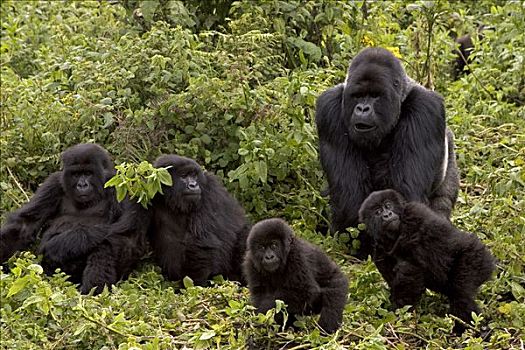 山地大猩猩,大猩猩,群,展示,银背大猩猩,两个,幼小,国家,卢旺达