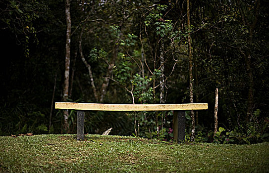 黄色,长椅,树林,山,京那巴鲁山,马来西亚