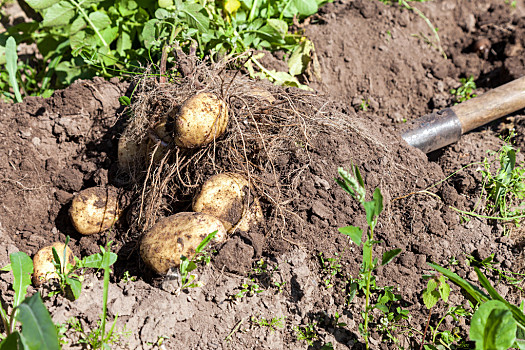 挖土豆图片