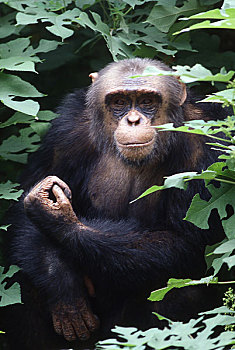 照片,黑猩猩,非洲