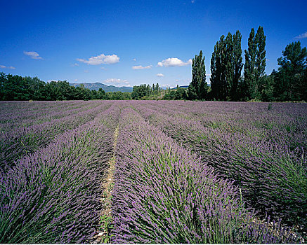薰衣草,地点,沃克吕兹省,普罗旺斯,法国