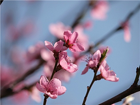 粉色,花