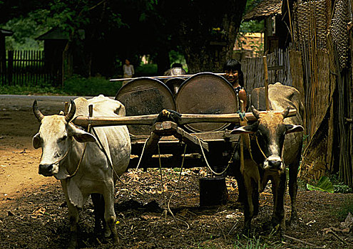 牛,拉拽,手推车,女孩,背景,缅甸