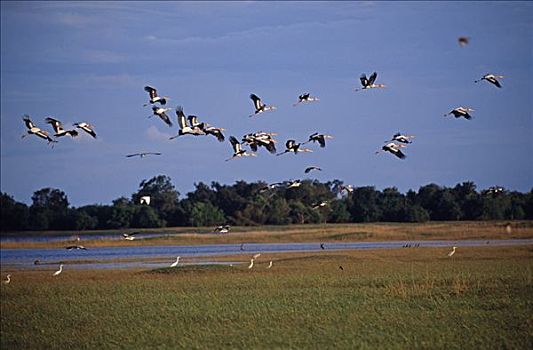 斯里兰卡,国家级保护区,涂绘,鹳,鹮鹳属,2002年,国家公园,野生动植物保护区,生态游,魅力,古老