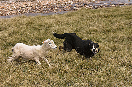 家羊,绵羊,牧羊犬,福克兰群岛