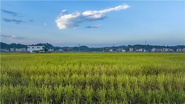 乡村丰收稻田稻穗摄影图