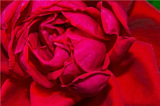 图像,红玫瑰,芽,特写