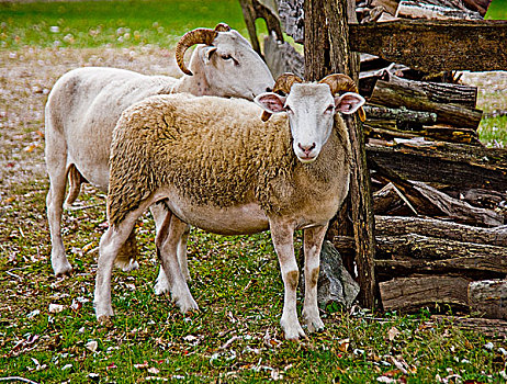 两只,羊,站立,靠近,乡村,原木,草地