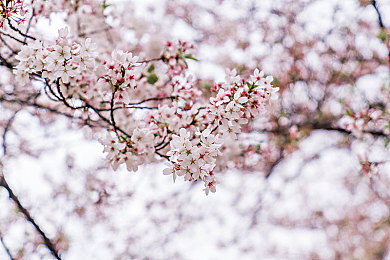 樱树花图片