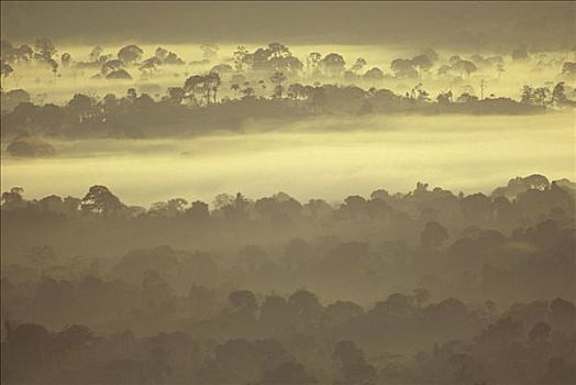 黎明,亚马逊河,树林,蒸发,早,微风,南,生态系统,巴西