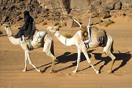 柏柏尔人,游牧,白色,单峰骆驼,马鞍,山峦,利比亚