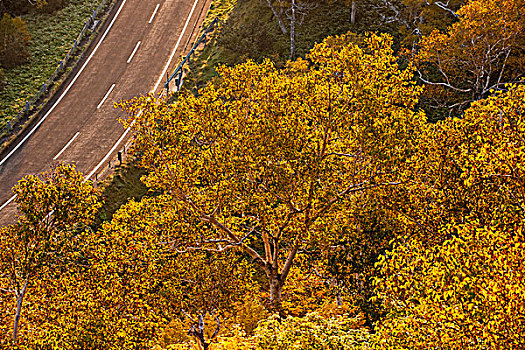 彩色,桦树,道路,秋天