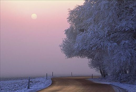 树,白霜,乡间小路,巴伐利亚,德国