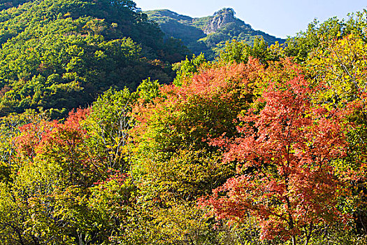 山坡,植被,自然,风光,本溪,湖里村,秋季,红叶,色彩,艳丽