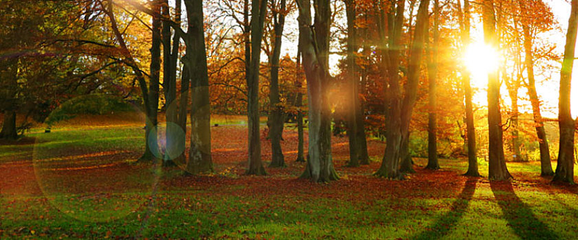 秋天,太阳,树林,彩色,叶子