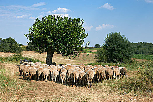 羊群,夏天,保加利亚