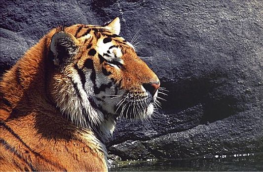 西伯利亚,虎,东北虎,猫科动物,哺乳动物,动物园,动物