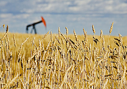 石油井架,麦田,靠近,艾伯塔省,加拿大