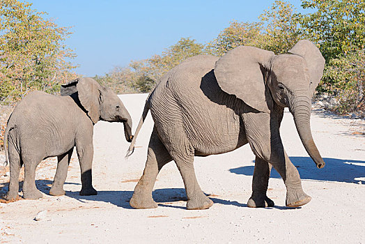 两个,幼兽,非洲,灌木,大象,非洲象,穿过,土路,埃托沙国家公园,纳米比亚