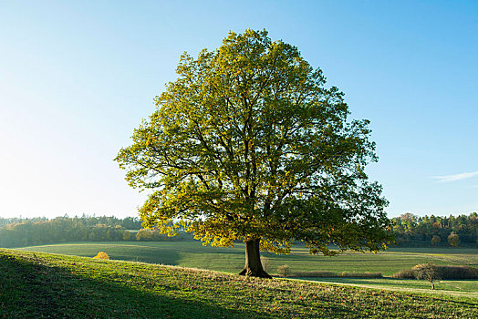 夏栎,栎属,栎树,图林根州,德国,欧洲