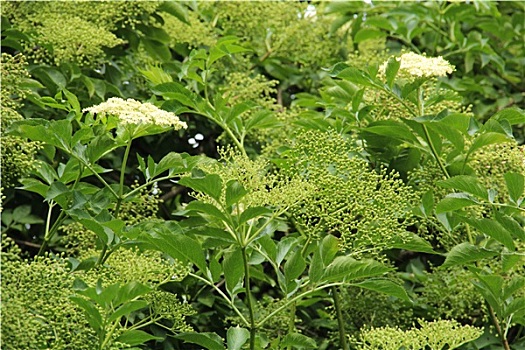 接骨木,西洋接骨木,花,春天,特写