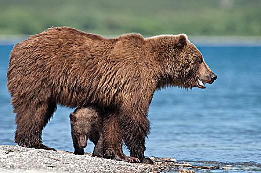 棕熊,河,堪察加半岛,俄罗斯