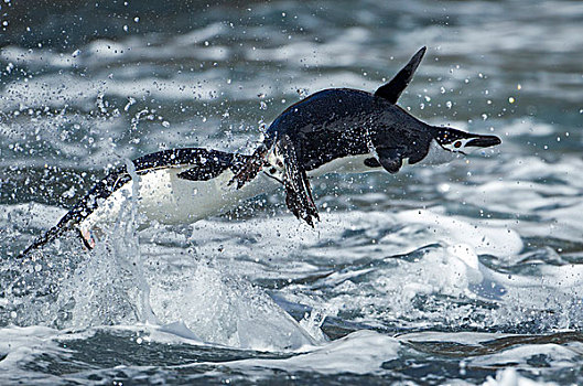 南极,南设得兰群岛,帽带企鹅,阿德利企鹅属,撞击,跳跃,海浪,欺骗岛